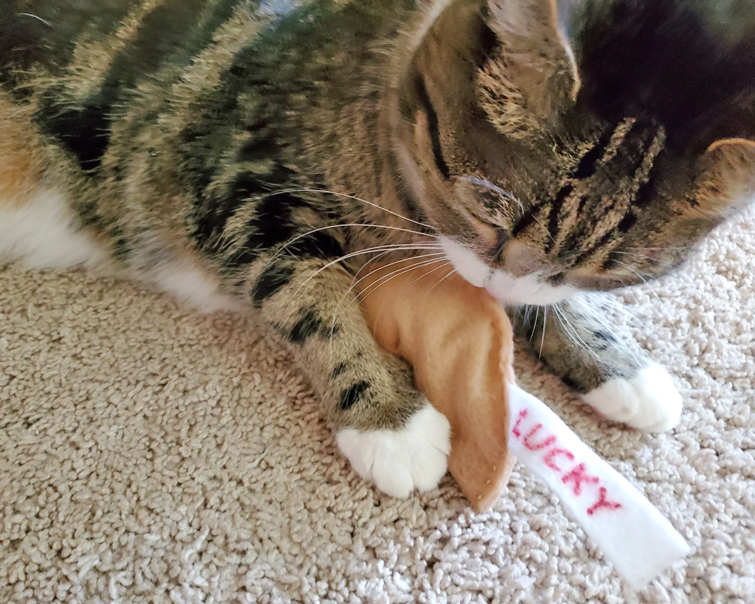 SCK Tries… DIY Fortune Cookie Cat Toy